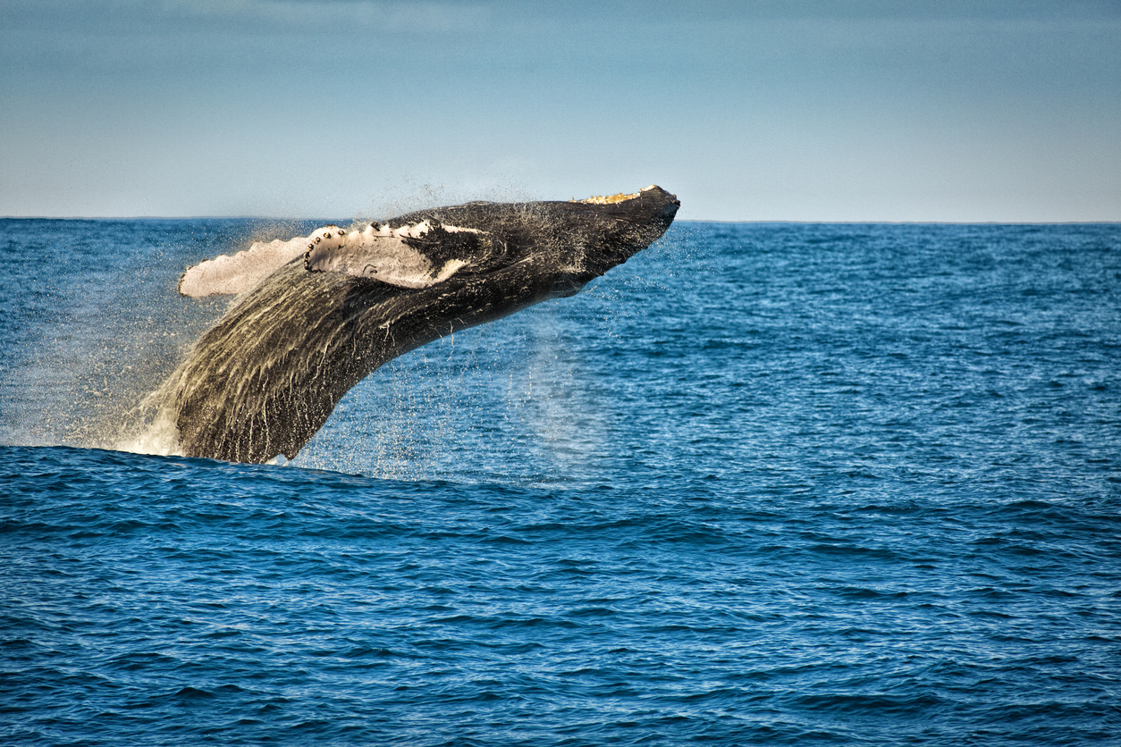 A breaching Humpback whale leaping out of the water in the Pacific Ocean around the islands of Hawaii