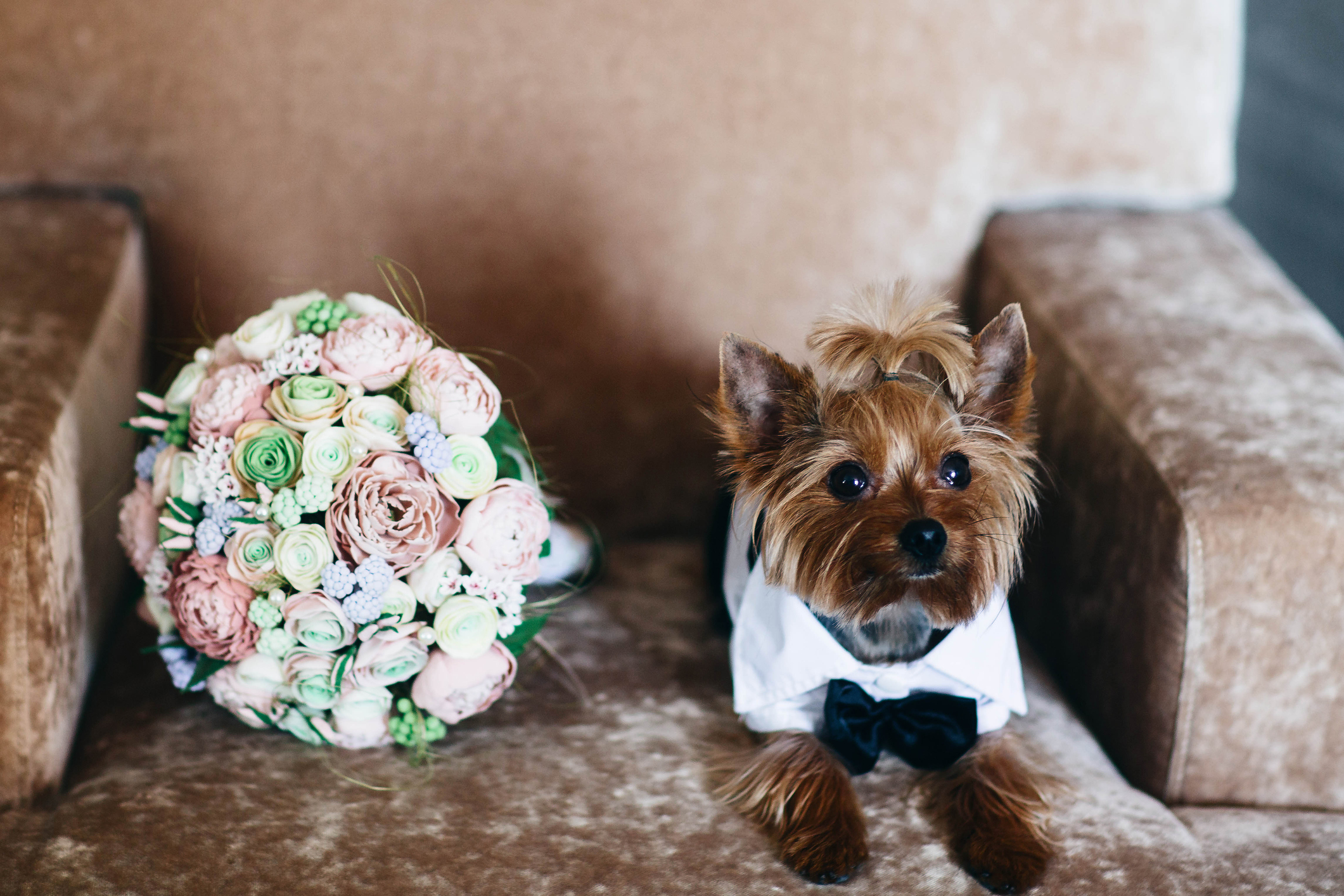 Wedding bouquet of flowers. Festive dog. Wedding preparations.